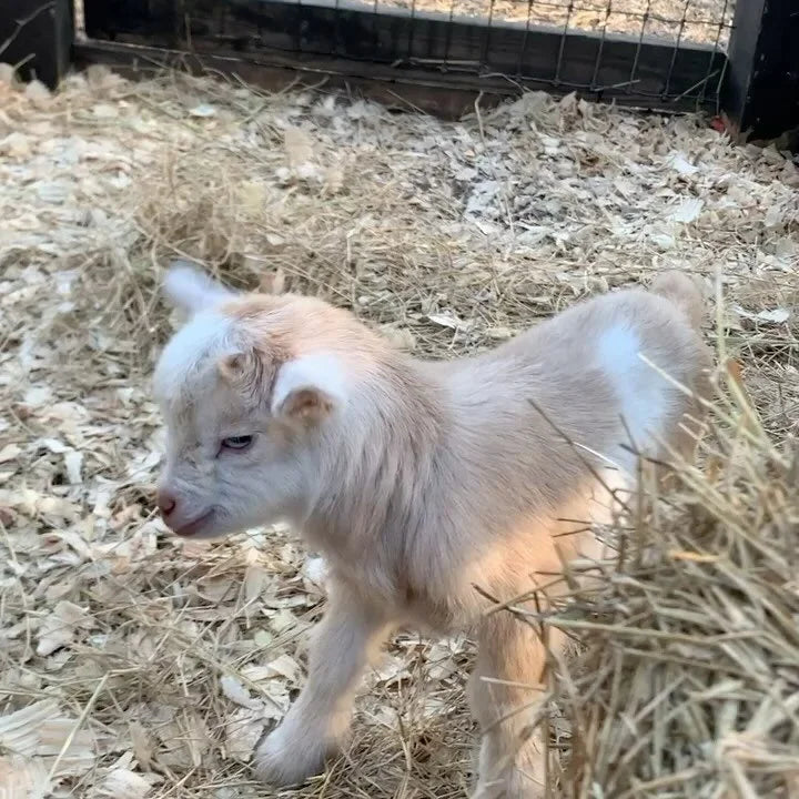 Fallen Oak Farms